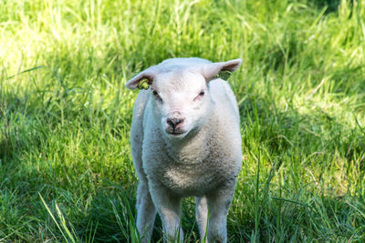 Portrait of sheep on field