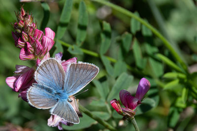 Close-up of butterfly on pink flowering plant
