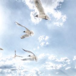 Low angle view of seagulls flying in sky