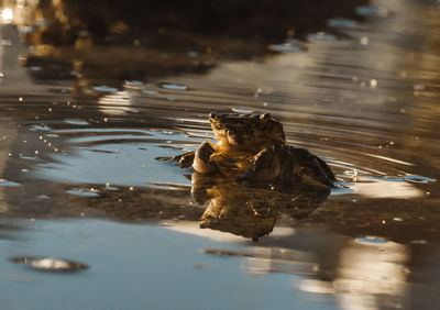 Duck swimming in a lake