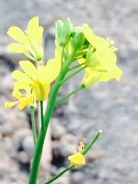 Close-up of yellow flower blooming outdoors