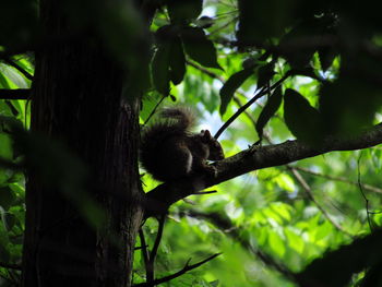 Low angle view of monkey on tree