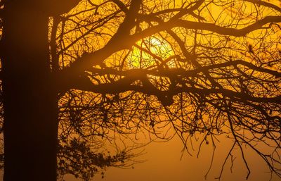 Low angle view of silhouette tree against sky at sunset