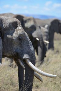 Elephants roaming the serengeti on a hot summer day.