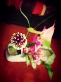 Close-up of pink flower