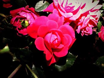 Close-up of pink rose