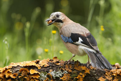 Close-up of bird perching on a tree