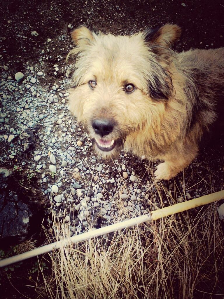 dog, pets, animal themes, one animal, domestic animals, mammal, looking at camera, portrait, high angle view, puppy, field, animal head, young animal, grass, close-up, cute, sitting, no people, relaxation, day