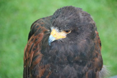 Close-up of harris hawk