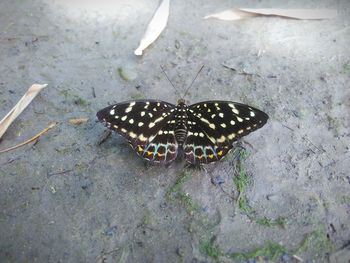 High angle view of butterfly