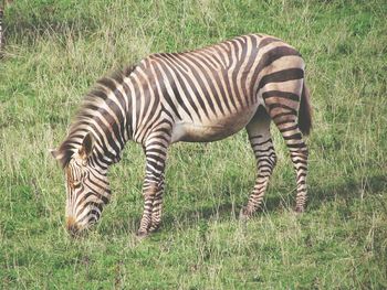 Zebra grazing on grassy field