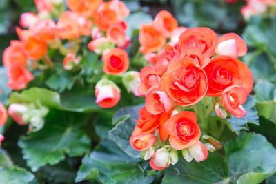 Close-up of red roses