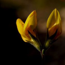 Close-up of yellow flowering plant