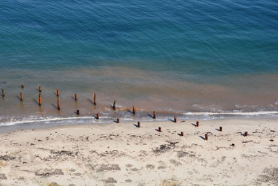 Flock of birds on beach