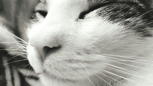 Close-up of cat