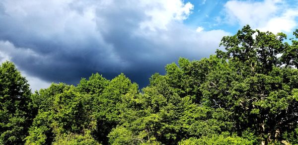 Low angle view of trees against sky