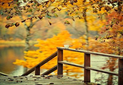 Scenic view of tree during autumn