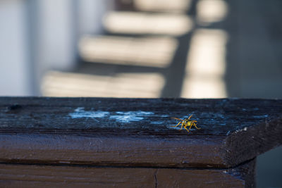 Close-up of fly on table