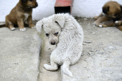 Dogs looking outdoors