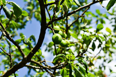 Low angle view of fruit growing on tree