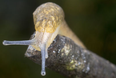 Close-up of snail