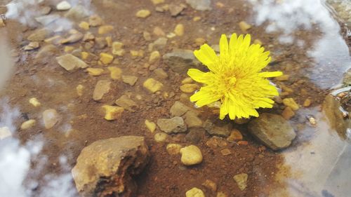 Close-up of yellow flowers