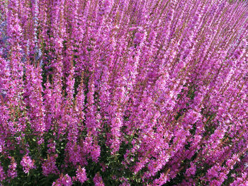 Full frame shot of purple flowers