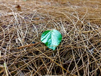 High angle view of leaf on grass