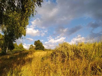 Scenic view of trees on field against sky