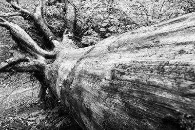 Close-up of driftwood on tree trunk in forest