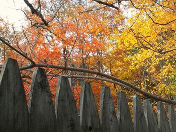 Autumn leaves on tree trunk
