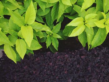 High angle view of plant growing on field