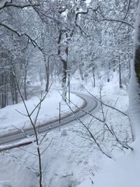 Bare trees on snow covered landscape