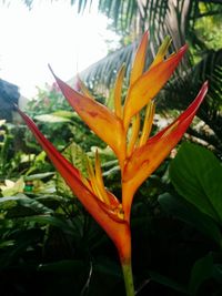 Close-up of red flowers