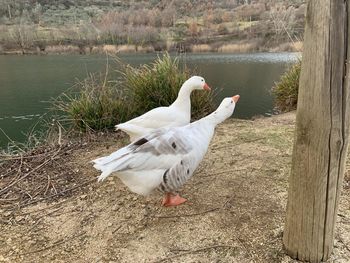 Swans at lakeshore