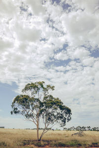 Tree on field against sky