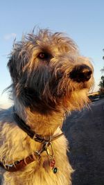 Close-up of dog against sky