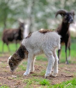 Sheep standing in a field