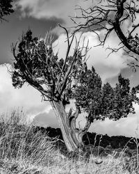 Close-up of tree on field against sky