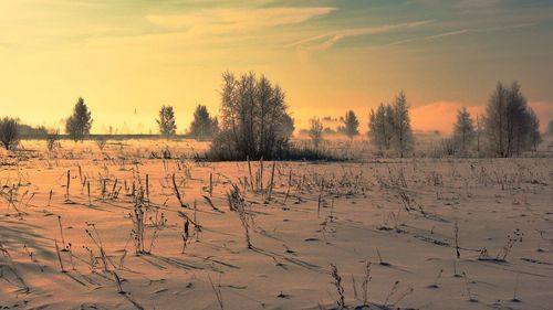 Scenic view of field against sky during winter