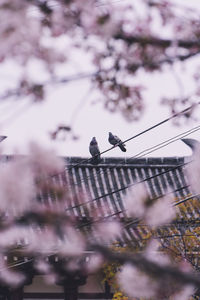 Low angle view of bird perching on flower