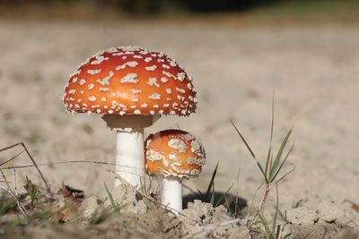 Close-up of fly agaric mushroom on field