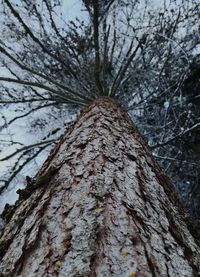 Low angle view of bare tree