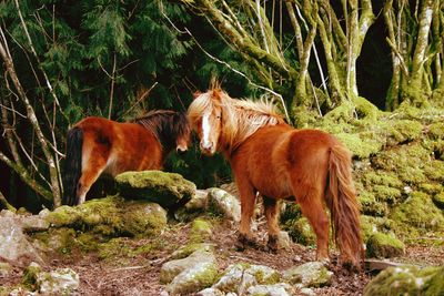 Horses in forest