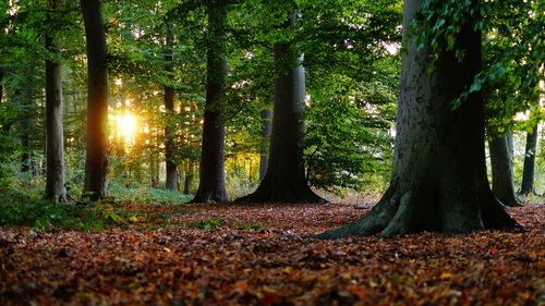 View of trees in the forest