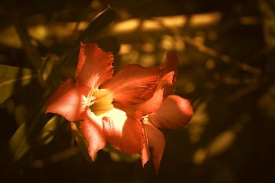 Close-up of day lily blooming outdoors