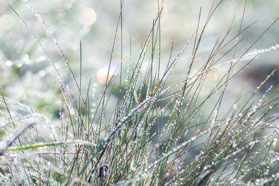 Close-up of raindrops on grass during winter