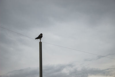 Low angle view of bird perching on cable against sky