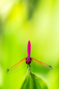 Close-up of insect on pink flower