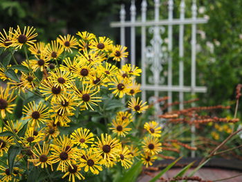 Close-up of yellow flowers blooming outdoors